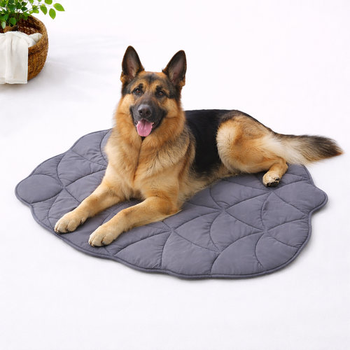 German shepherd resting on a soft cooling mat in a bright indoor studio setting
